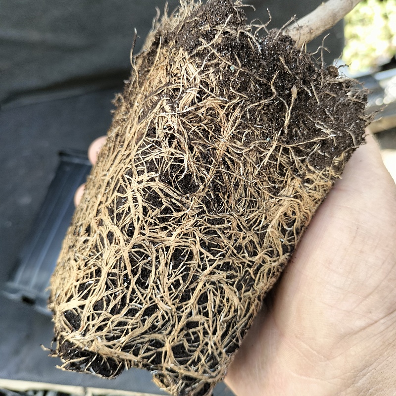 Сирень обыкновенная Сенсация  1 шт Р9